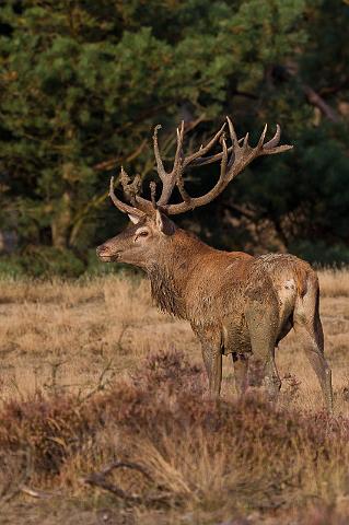 23 Hoge Veluwe, edelhert.jpg